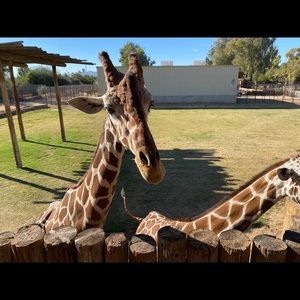 Meet your Posher, Giselle